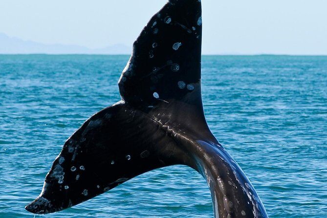 Kaikoura Whale Watch Day Tour from Christchurch - FAQ