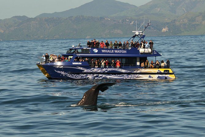 Kaikoura Whale Watch Day Tour from Christchurch - Final Thoughts