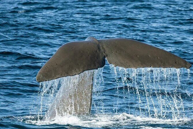 Kaikoura Whale Watch Day Tour from Christchurch including Coastal Pacific Train - What the Reviews Say