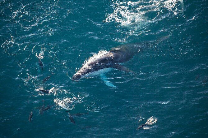 Kaikoura Whale Watching - 45 Minute Ocean Safari - Key Points