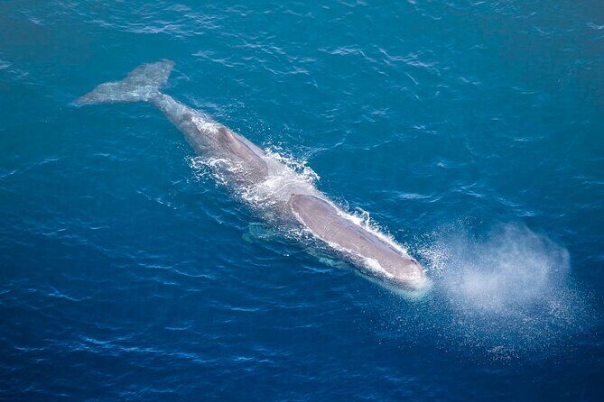 Kaikoura Whale Watching - 45 Minute Ocean Safari - Final Thoughts
