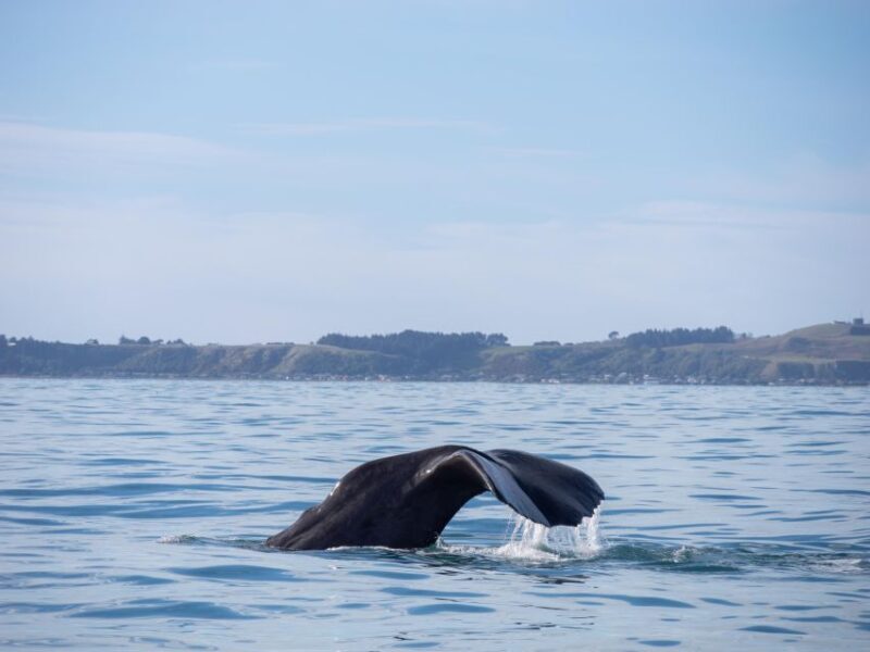 Kaikoura: Whale Watching Cruise - A Closer Look at the Kaikoura Whale Watching Experience