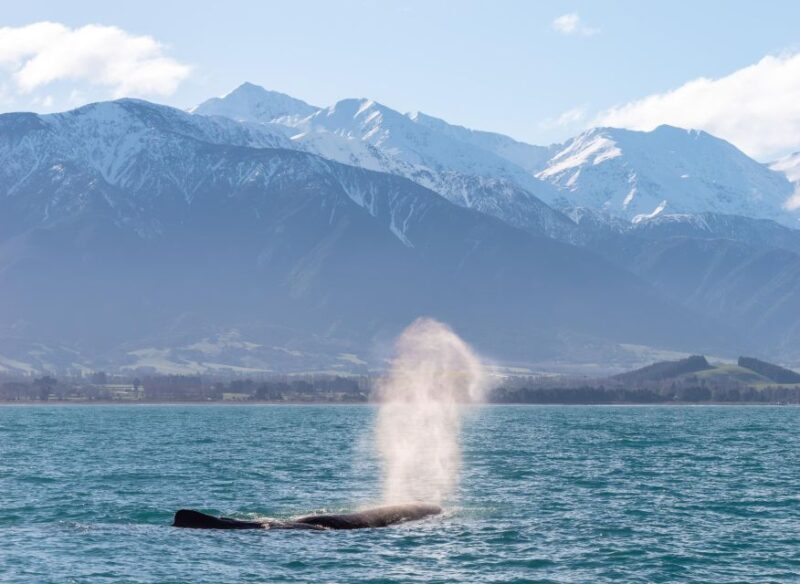 Kaikoura: Whale Watching Cruise - Frequently Asked Questions