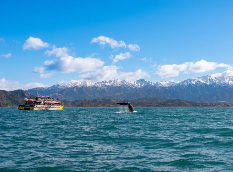 Kaikoura: Whale Watching Cruise - Final Thoughts