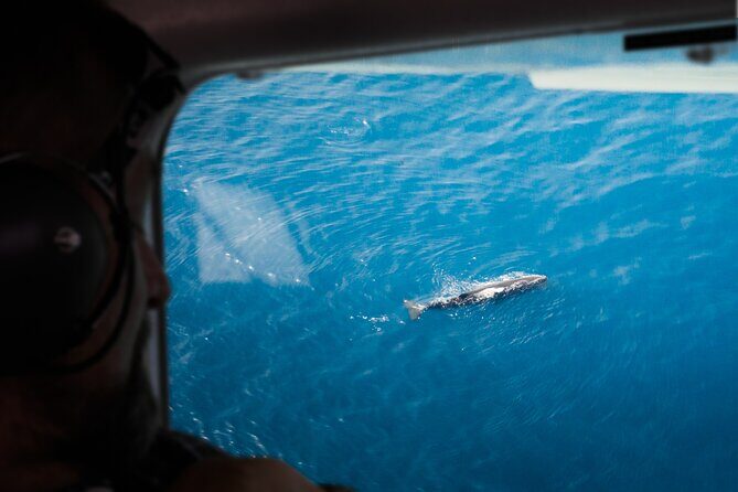Kaikoura: Whale Watching Flight - A Closer Look at the Kaikoura Whale Watching Flight Experience