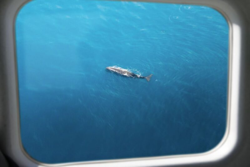 Kaikoura: Whale Watching Flight with Commentary - What Makes It Special?