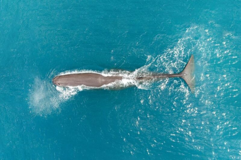 Kaikoura: Whale Watching Flight with Commentary - Marine Life Encounters: What’s Possible?