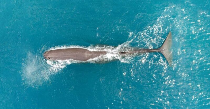Kaikoura: Whale Watching Flight with Commentary - Scenic Highlights from the Air
