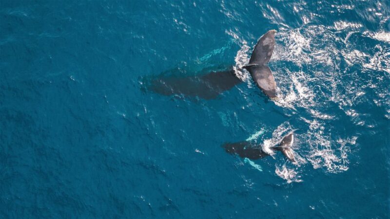 Kaikoura: Whale Watching Flight with Commentary - Practical Considerations