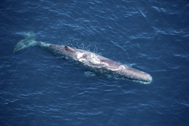 Kaikoura: Whale Watching Flight with Guided Commentary - An Aerial Adventure Above Kaikoura’s Marine Marvels