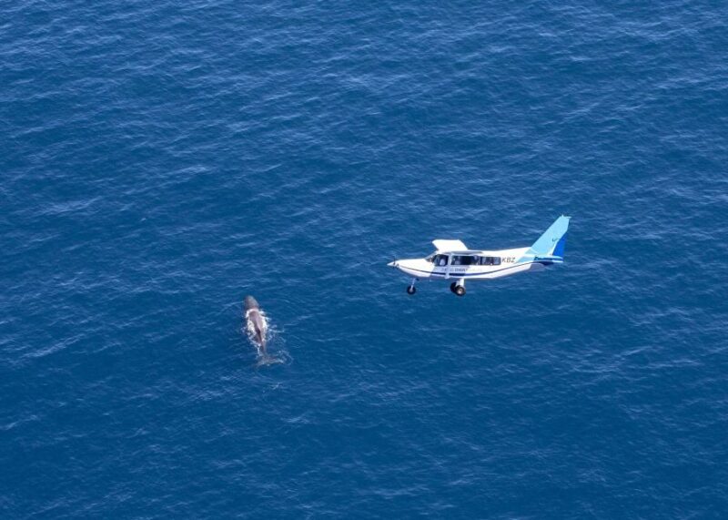 Kaikoura: Whale Watching Flight with Guided Commentary - The Authenticity and Educational Value