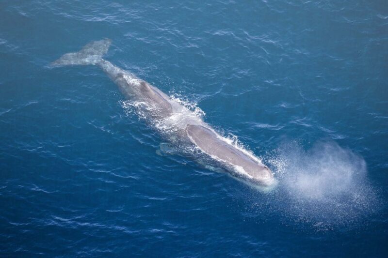 Kaikura: 45-Minute Whale Watching Helicopter Tour - Key Points