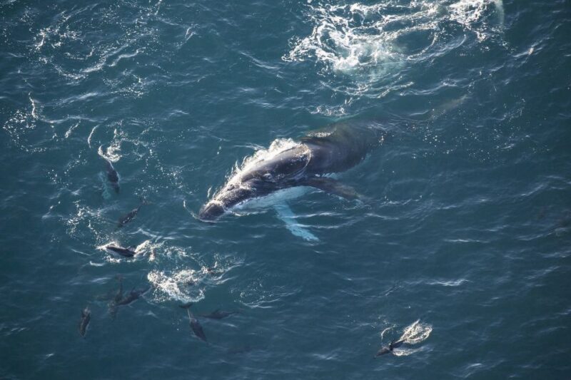 Kaikura: 45-Minute Whale Watching Helicopter Tour - FAQs