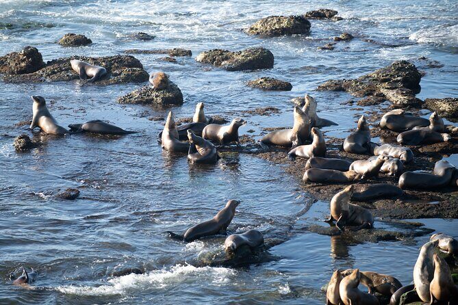 Kaikura Day Tour From Christchurch (Small Group, Carbon Neutral) - Authentic Experiences and Practical Insights