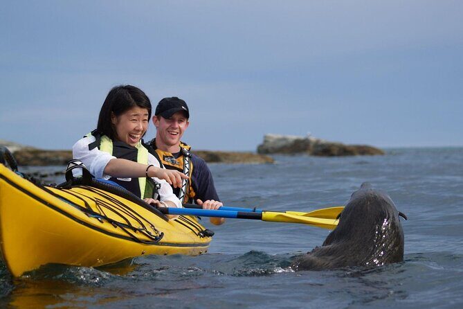Kaikura Day Tour With Kayak Experience From Christchurch - Price and Value
