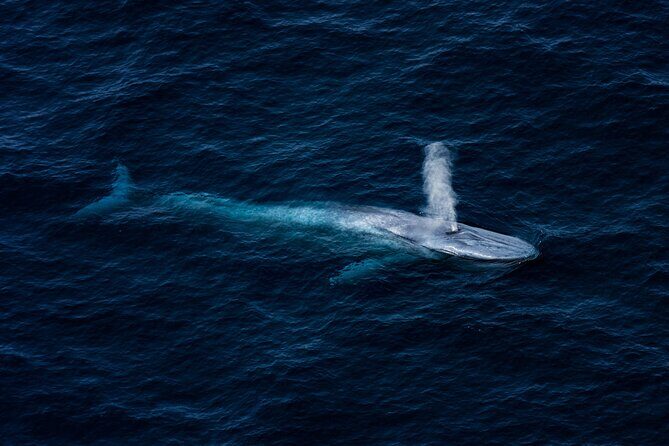Kaikura Whale Watching - 1hr 20min Ultimate Adventure - Key Points