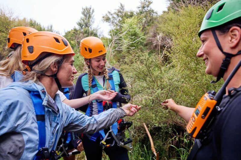 Kaikura: Zipline and Native Forest Adventure Trip - Benefits and Value