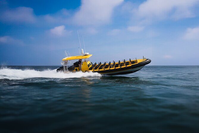 Kailua-Kona Adventure Whale Watch - Discover the Kailua-Kona Adventure Whale Watch: A Well-Moderated Marine Safari