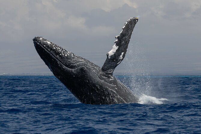 Kailua-Kona Adventure Whale Watch - The Sum Up: Is It Worth It?