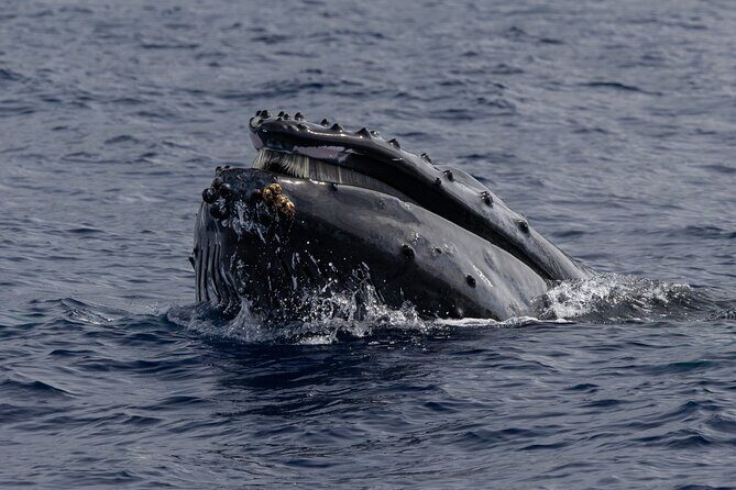 Kailua-Kona Adventure Whale Watch - FAQ