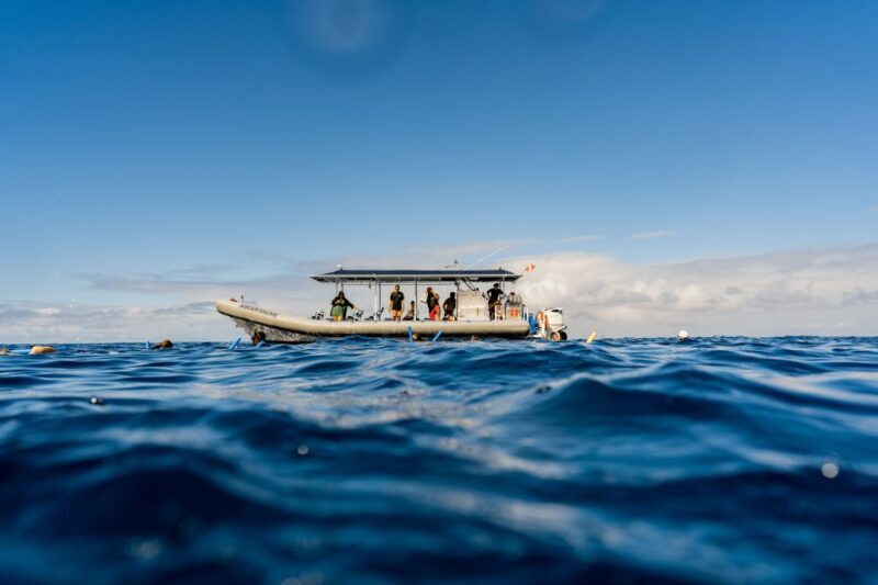 Kailua-Kona: Big Island Morning Snorkeling Tour with Lunch - Who Should Book This Tour?