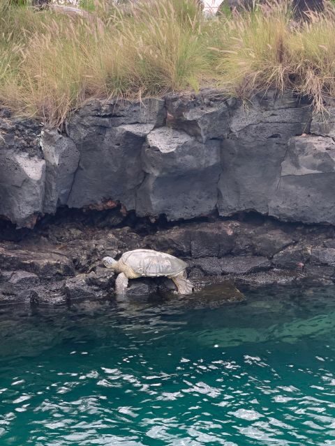Kailua-Kona: Captain Cook Reef Catamaran Day Trip with Lunch - Why This Tour Offers Great Value