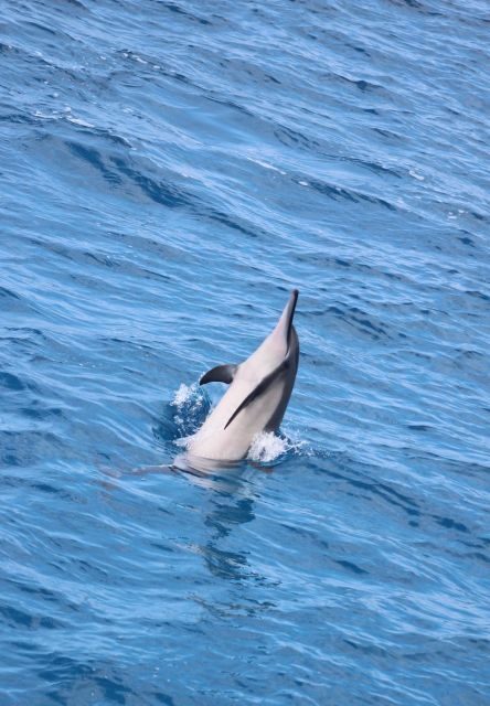 Kailua-Kona: Captain Cook Reef Catamaran Day Trip with Lunch - Who Will Love This Tour?