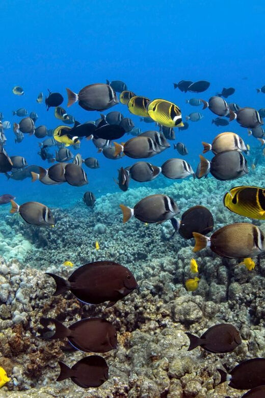 Kailua-Kona: Dolphin Watch & Double-Reef Snorkel Tour - An Honest Look at the Kailua-Kona Dolphin & Reef Snorkel Tour