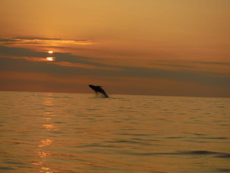 Kailua-Kona: Dolphin Watch & Double-Reef Snorkel Tour - Who Will Love This Tour?