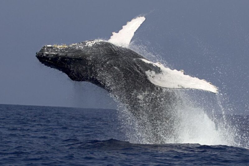 Kailua Kona: Humpback Whale Watching Adventure Cruise - FAQ
