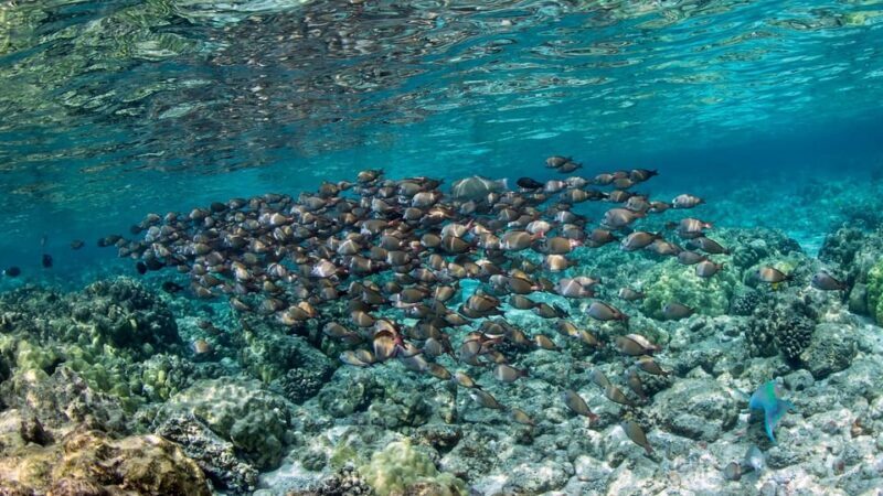Kailua-Kona: Kealakekua Bay and Captain Cook Monument Tour - Is This Tour Worth the Price?