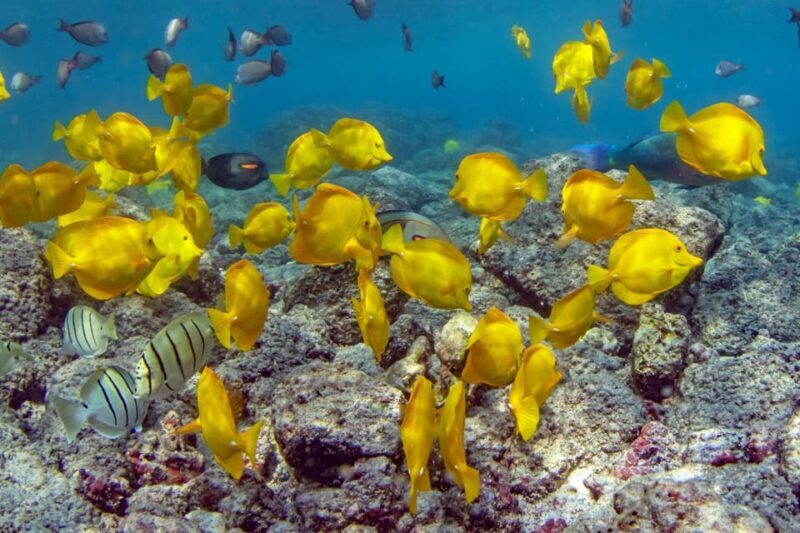 Kailua-Kona: Kealakekua Bay and Captain Cook Monument Tour - The Sum Up