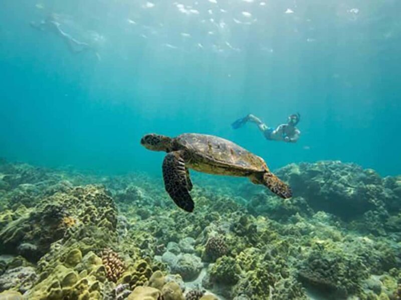Kailua Kona: Kealakekua Bay Snorkeling Tour with Lunch - Key Points