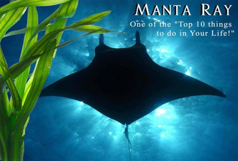 Kailua-Kona: Manta Ray Night Snorkel SMALL GROUP - Key Points