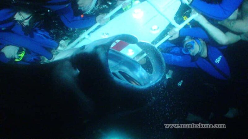 Kailua-Kona: Manta Ray Night Snorkel SMALL GROUP - The Experience: Why It Matters