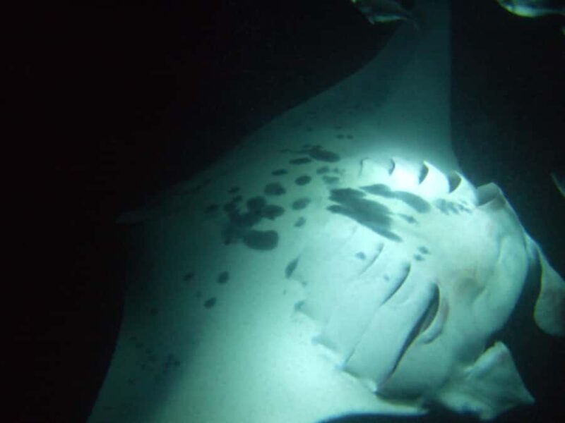 Kailua-Kona: Manta Ray Night Snorkel SMALL GROUP - Practical Details & Tips for Your Tour