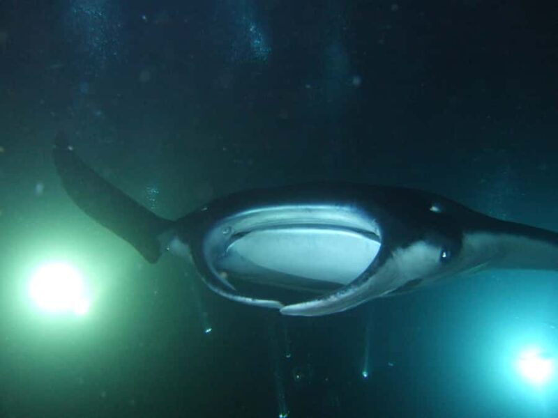 Kailua-Kona: Manta Ray Night Snorkel SMALL GROUP - Why This Tour Is Worth Considering