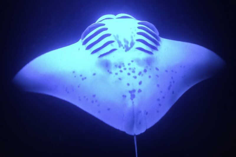 Kailua Kona: Night Manta Ray Adventure on the Big Island - The Guides: Why They Make a Difference