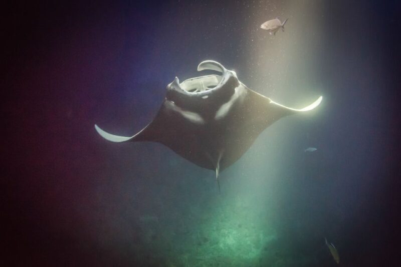Kailua Kona: Night Manta Ray Adventure on the Big Island - Logistics and Value