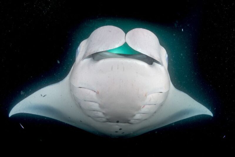 Kailua Kona: Night Manta Ray Adventure on the Big Island - What Travelers Say