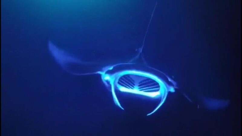 Kailua Kona: Night Manta Ray Adventure on the Big Island - Practical Tips for Making the Most of Your Trip