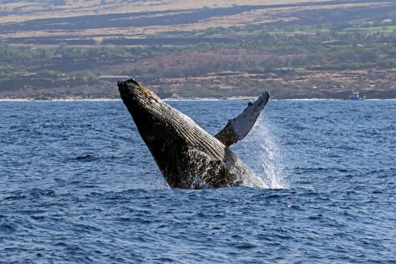 Kailua-Kona: Pacific Humpback Whale Watch Excursion - The Experience in Detail