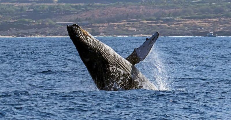 Kailua-Kona: Pacific Humpback Whale Watch Excursion - Final Thoughts