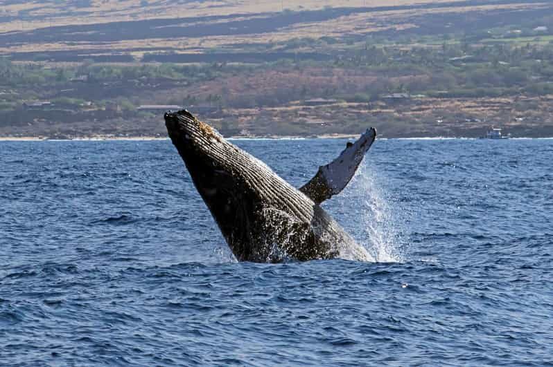Kailua-Kona: Pacific Humpback Whale Watch Excursion - FAQ