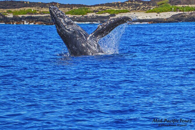 Kailua Kona Whale Watching Boat Tour Experience - Key Points