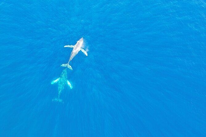 Kailua Kona Whale Watching Boat Tour Experience - Exploring the Details of the Kailua Kona Whale Watching Tour