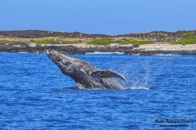 Kailua Kona Whale Watching Boat Tour Experience - FAQ