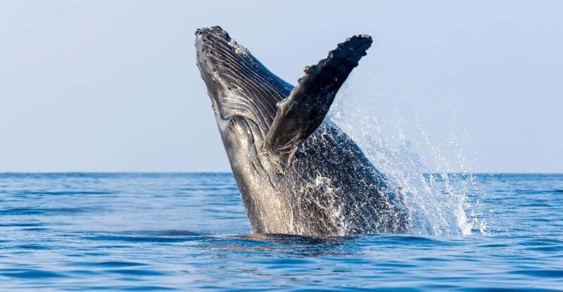 Kailua-Kona: Whale Watching Cruise on the Big Island - An Honest Look at the Kailua-Kona Whale Watching Cruise
