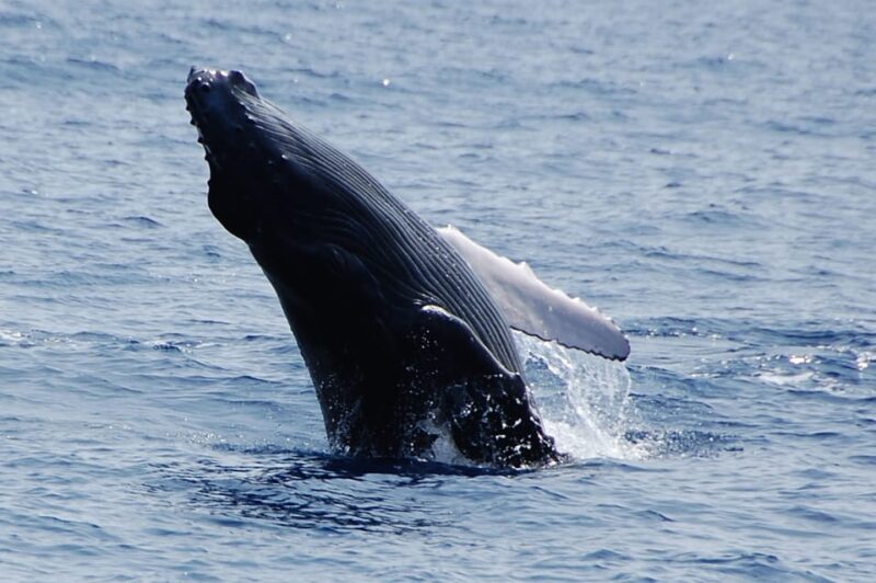 Kailua-Kona: Whale Watching Cruise on the Big Island - What’s Included and What’s Not