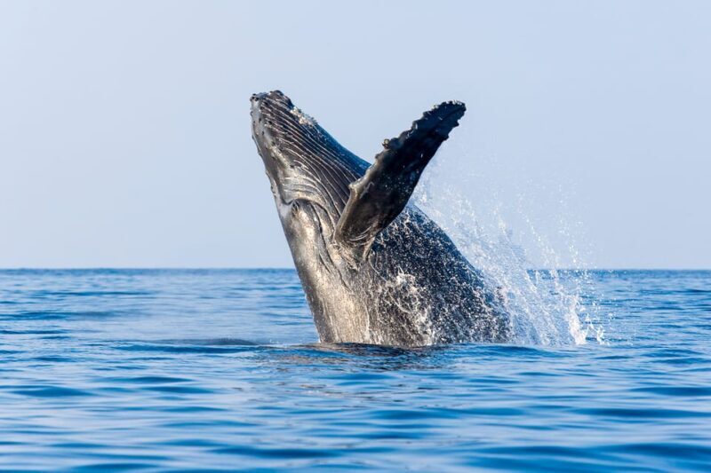 Kailua-Kona: Whale Watching Cruise on the Big Island - The Crew and Their Impact